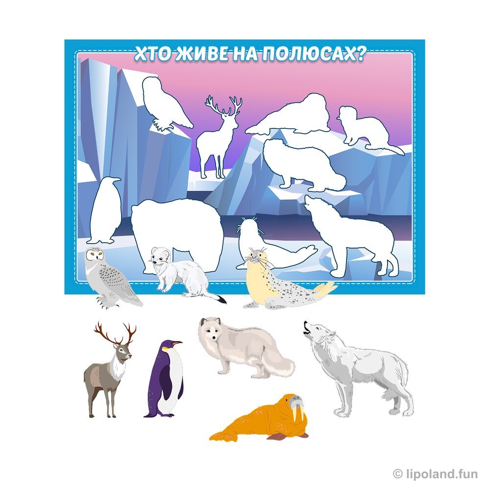 Хто живе на північному полюсі?